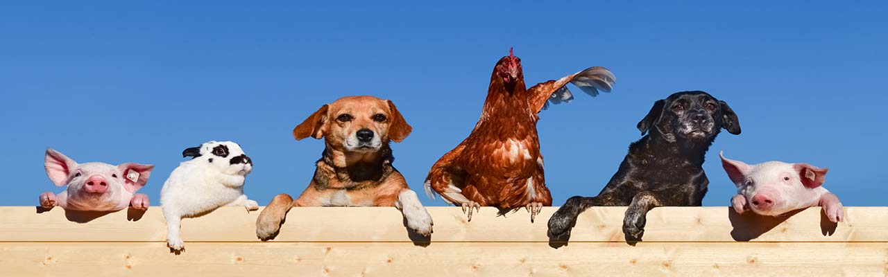 Vakantie in Umbrië op boerderij met dieren