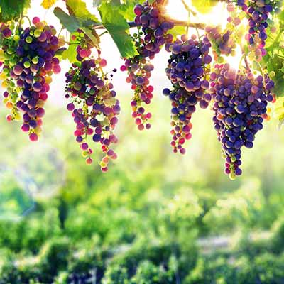 Vakantie in een boerderij met wijngaarden van Toscane